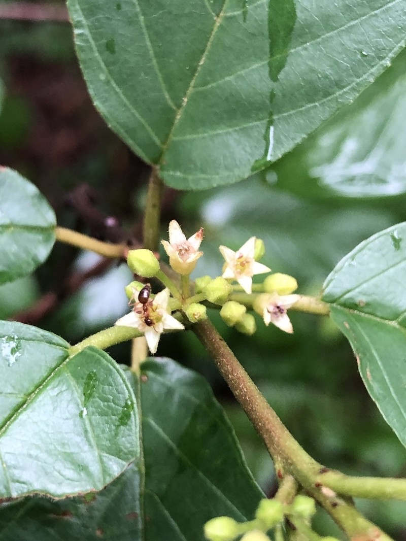 Carolina Buckthorn