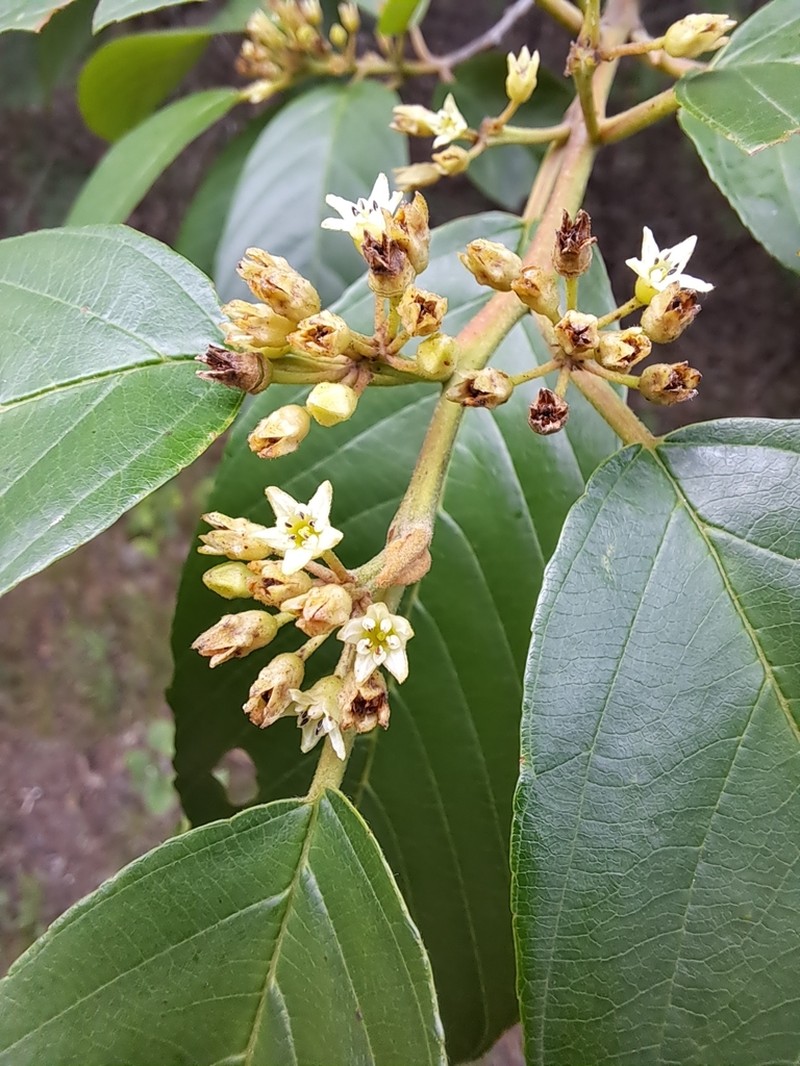 Carolina Buckthorn photo 2