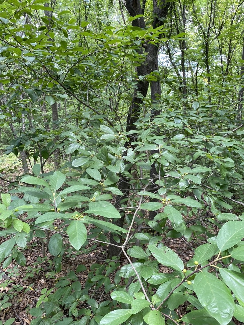 Carolina Buckthorn photo 3