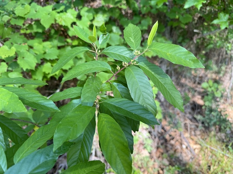 Carolina Buckthorn photo 4
