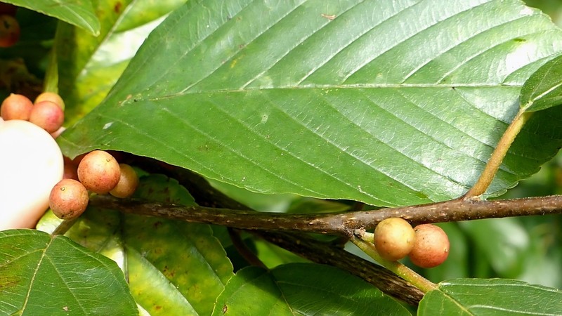 Carolina Buckthorn photo 5