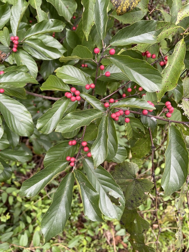 Carolina Buckthorn photo 6