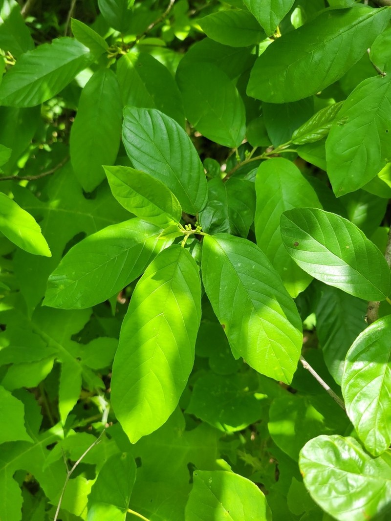 Carolina Buckthorn photo 7