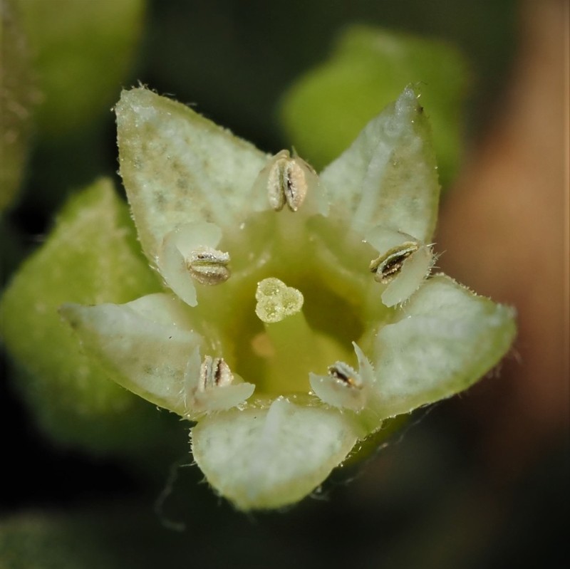 Carolina Buckthorn photo 8