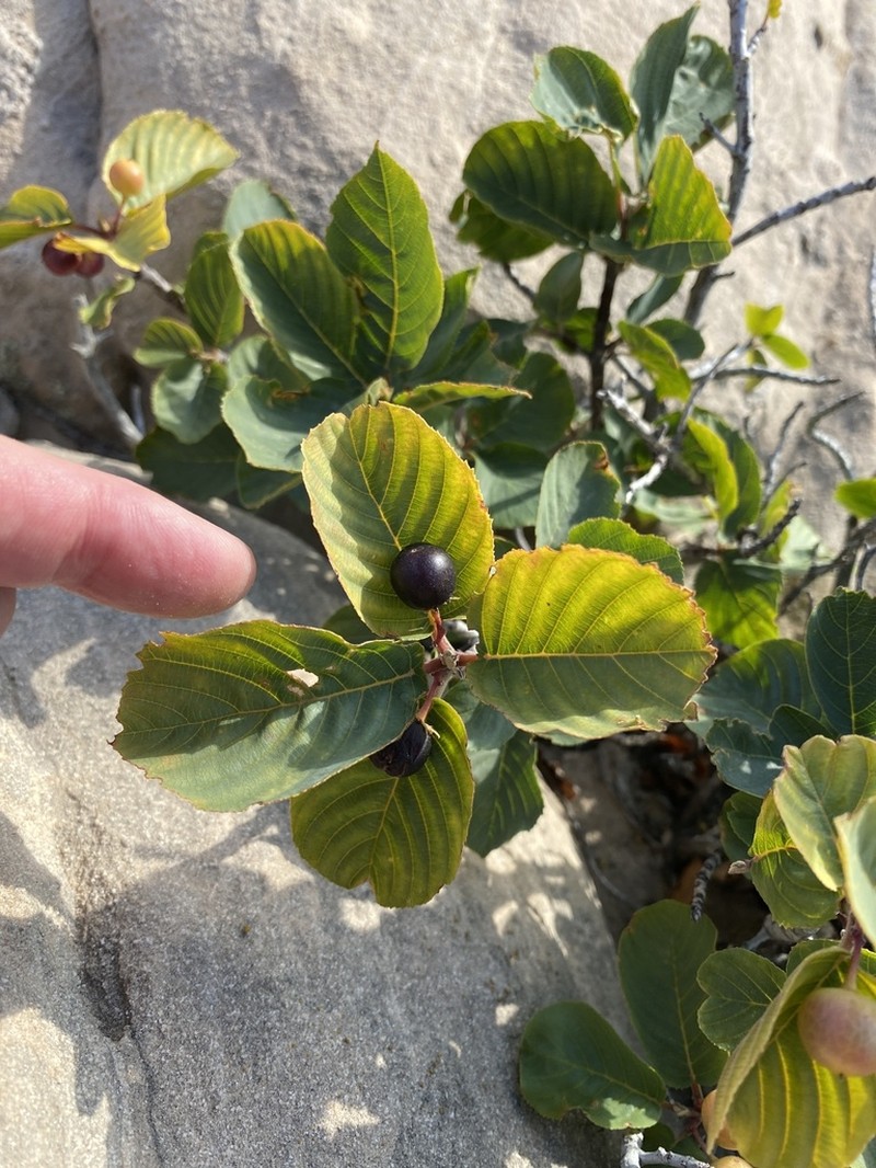 Frangula obovata