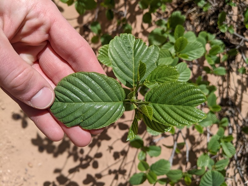 Frangula obovata photo 2
