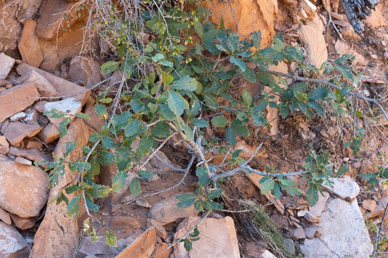 Frangula obovata photo 3