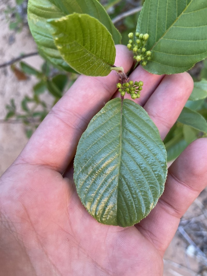 Frangula obovata photo 5