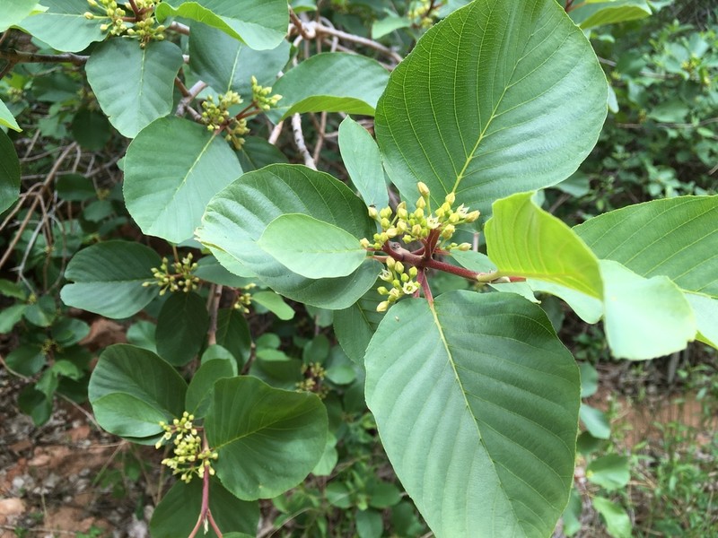 Frangula obovata photo 6