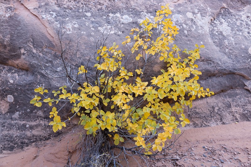 Frangula obovata photo 7