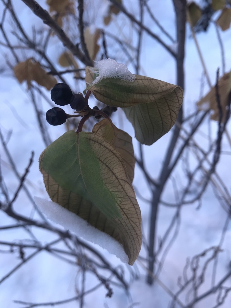 Frangula obovata photo 8