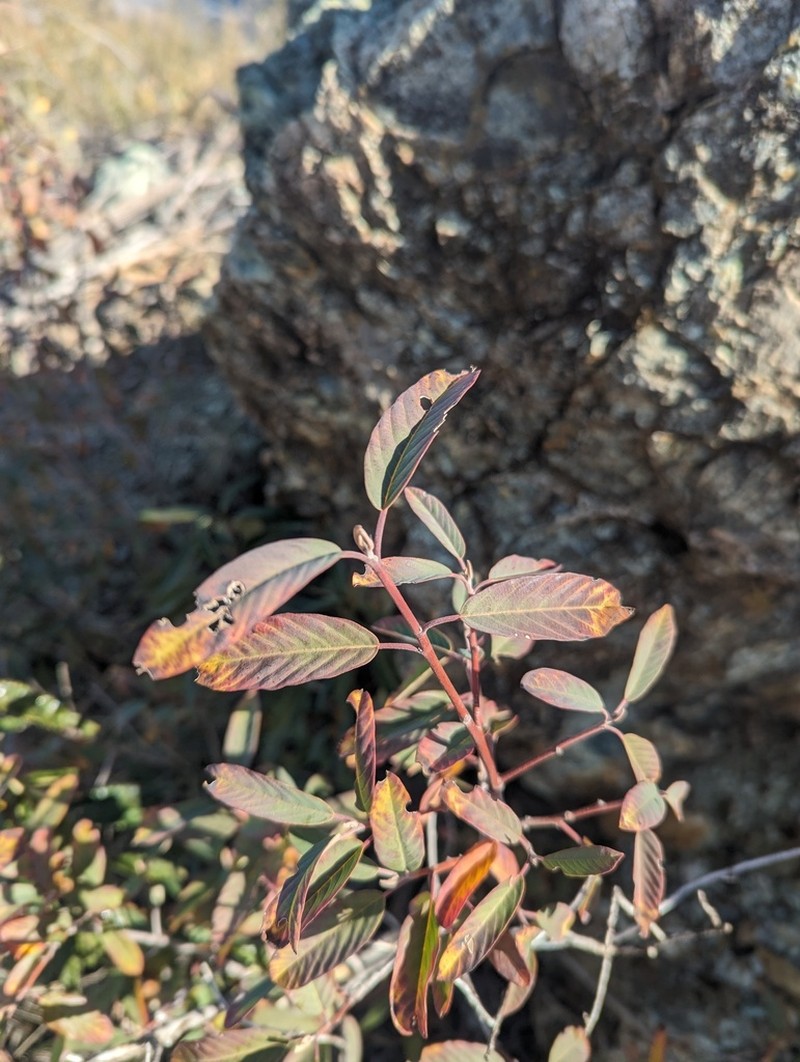 Cascara Buckthorn