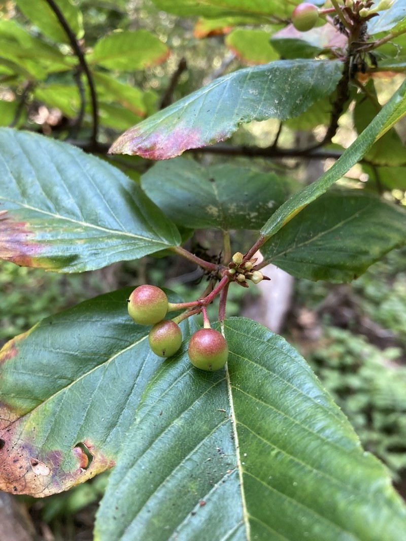 Cascara Buckthorn photo 2