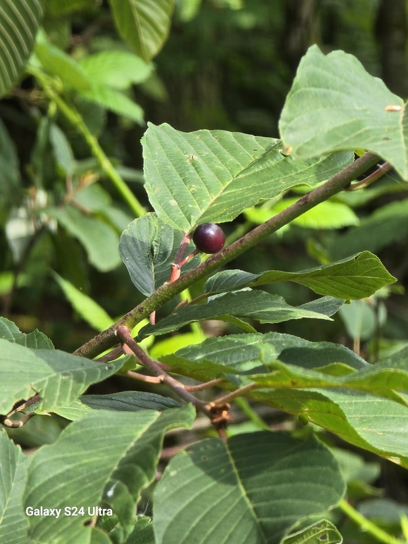 Cascara Buckthorn photo 3