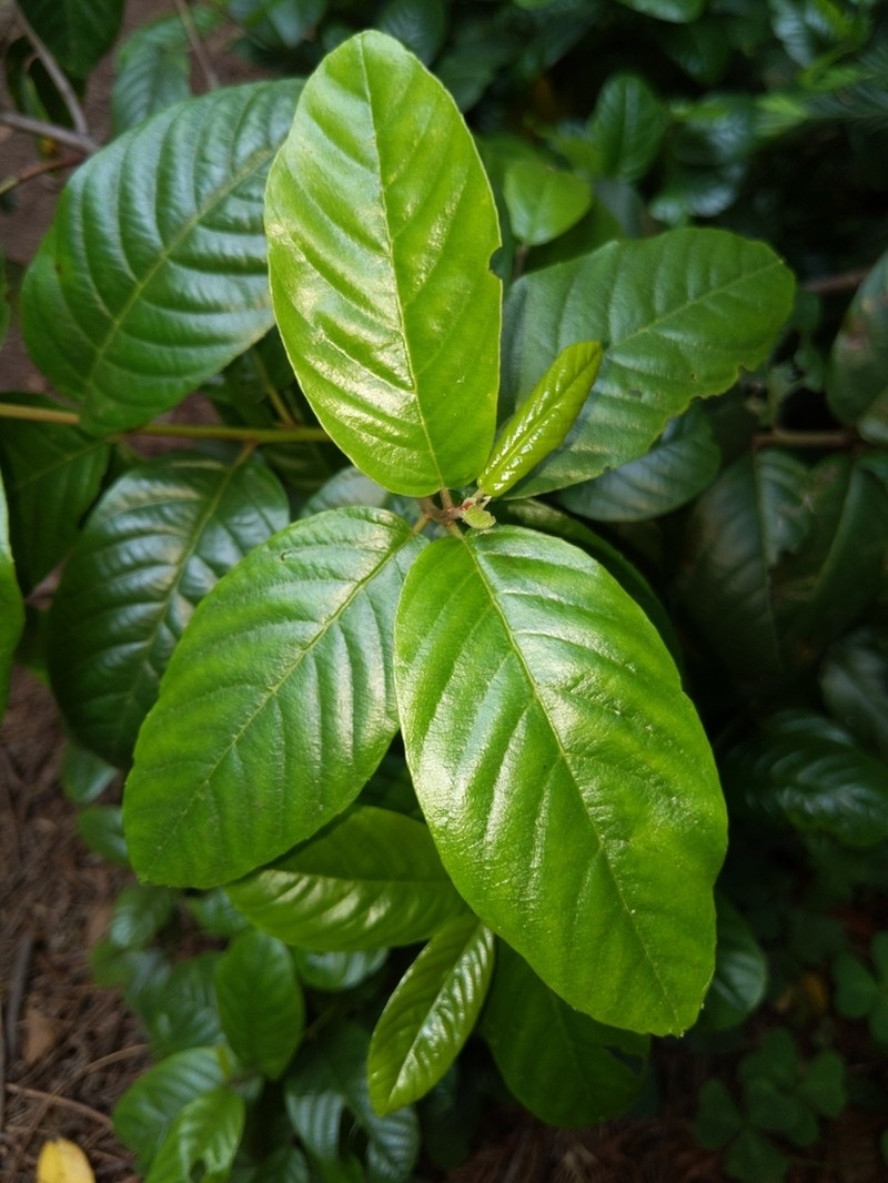 Cascara Buckthorn photo 4