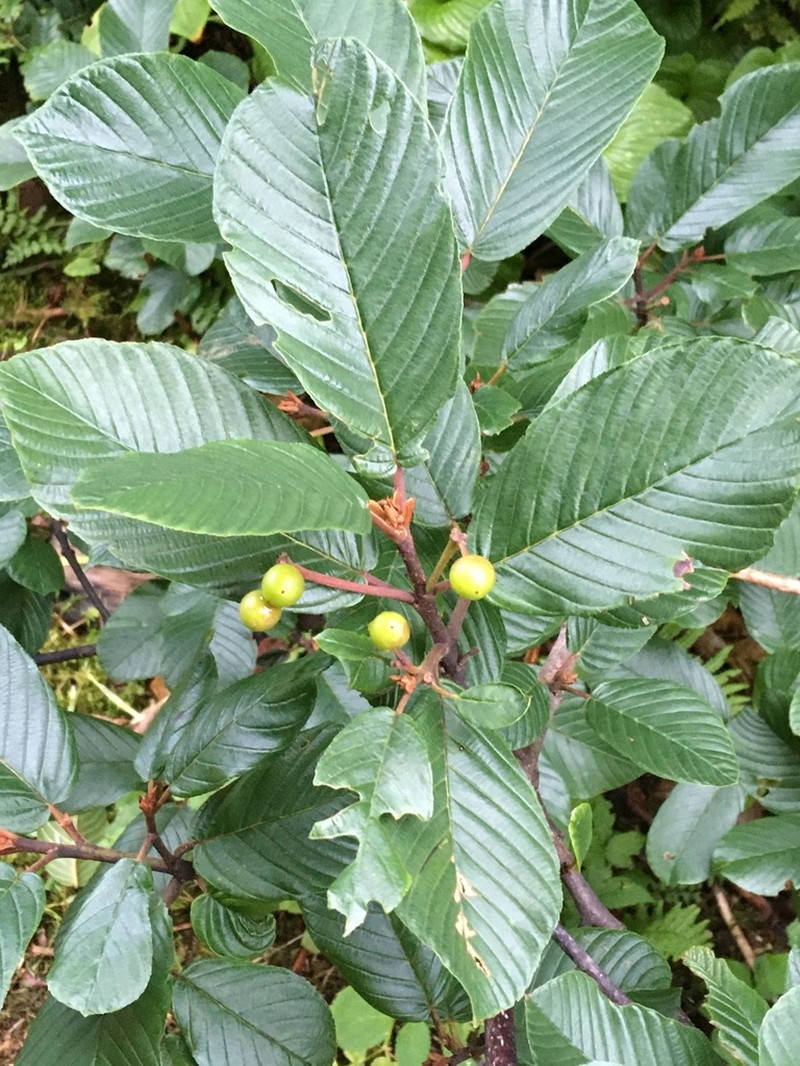 Cascara Buckthorn photo 5