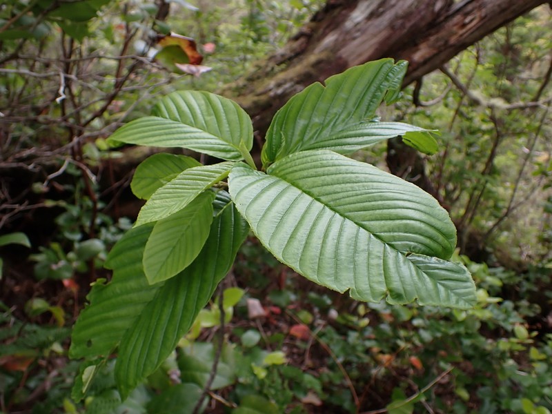 Cascara Buckthorn photo 6