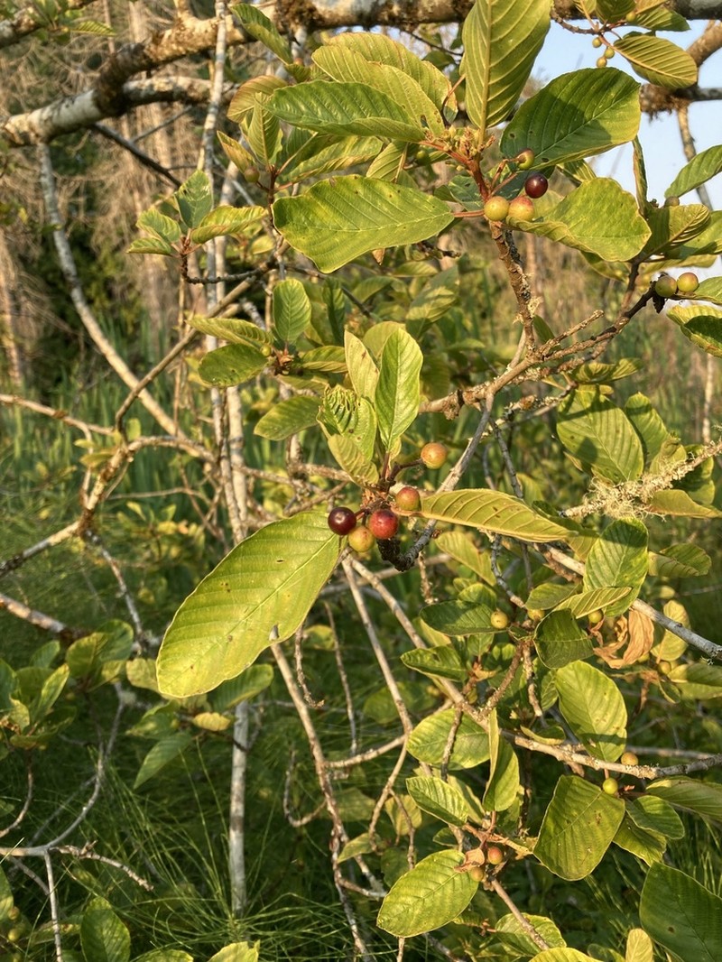 Cascara Buckthorn photo 7