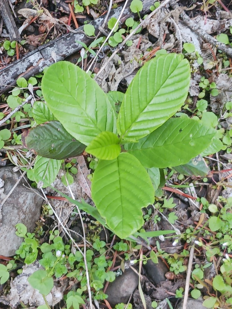 Cascara Buckthorn photo 8