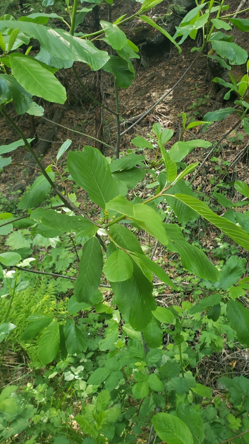 Frangula purshiana subsp. annonifolia