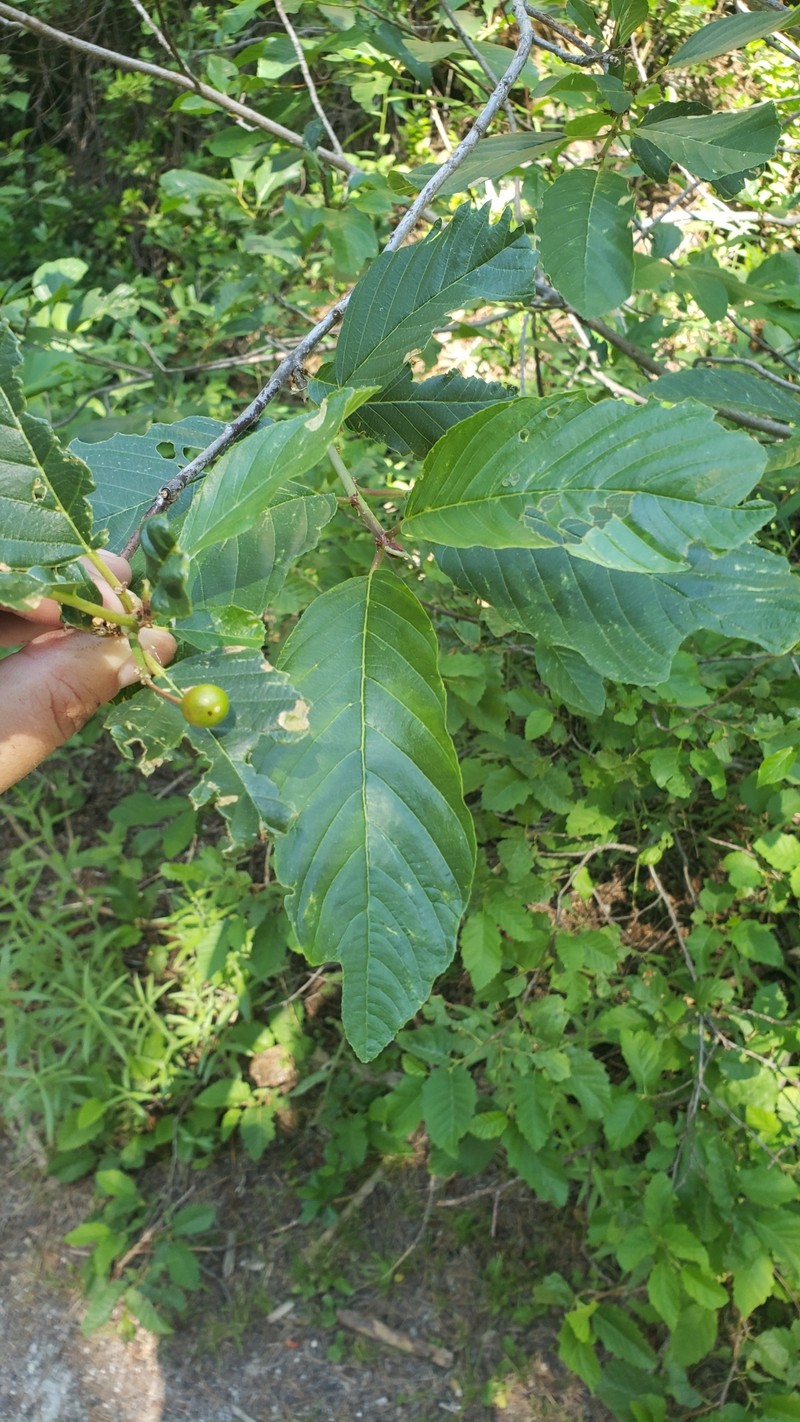 Frangula purshiana subsp. annonifolia photo 2
