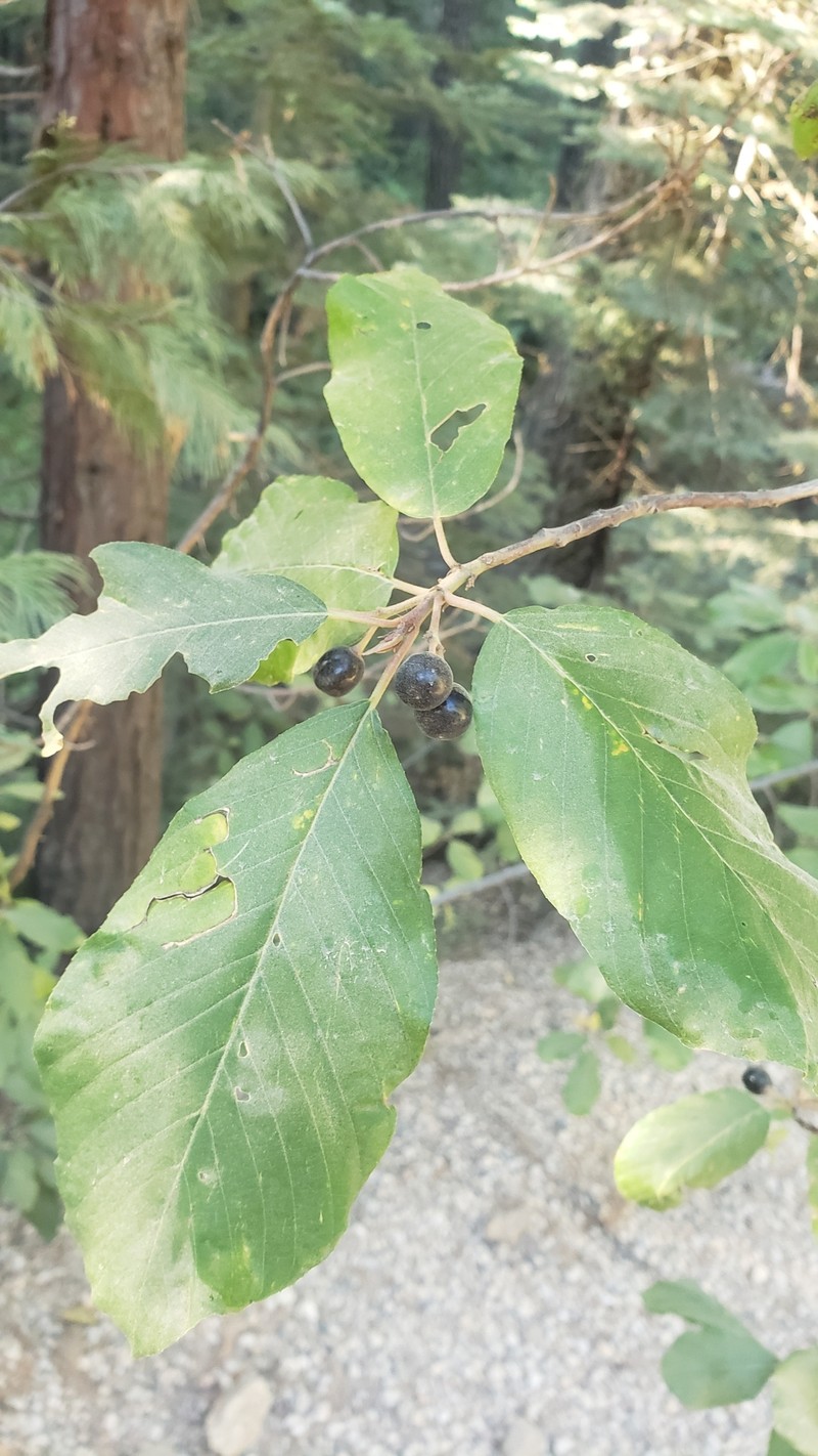 Frangula purshiana subsp. annonifolia photo 3