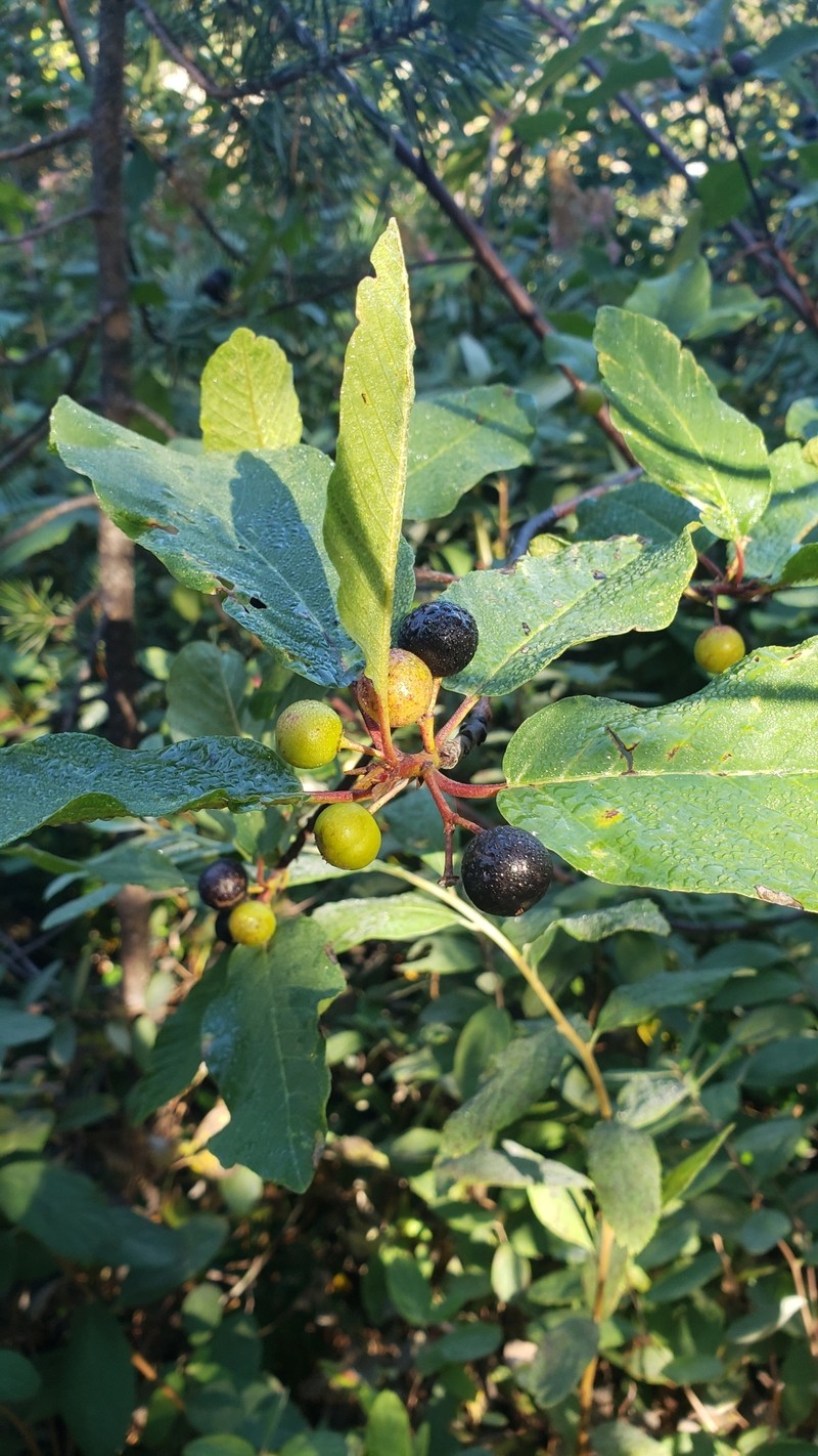 Frangula purshiana subsp. annonifolia photo 4