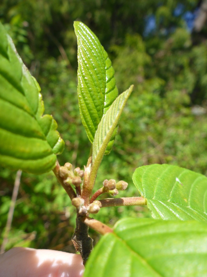 Frangula purshiana subsp. purshiana