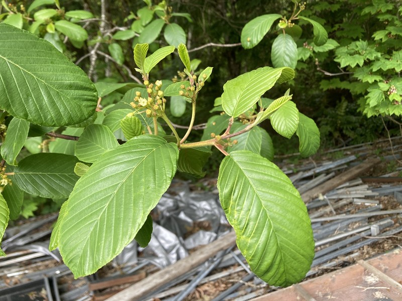 Frangula purshiana subsp. purshiana photo 2