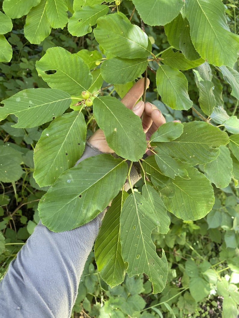 Frangula purshiana subsp. purshiana photo 3