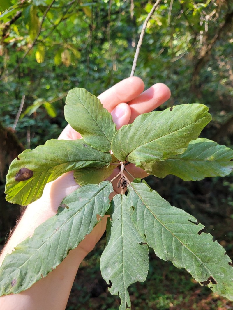 Frangula purshiana subsp. purshiana photo 4