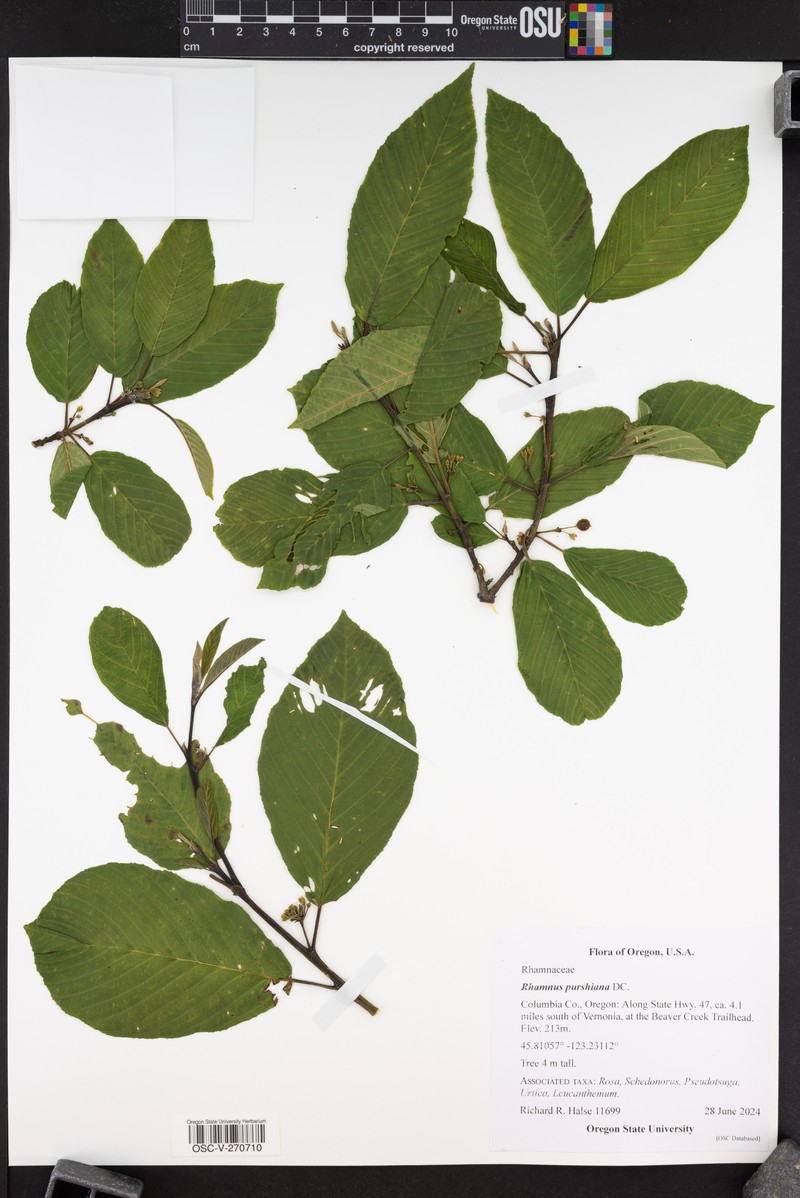 Frangula purshiana subsp. purshiana photo 5