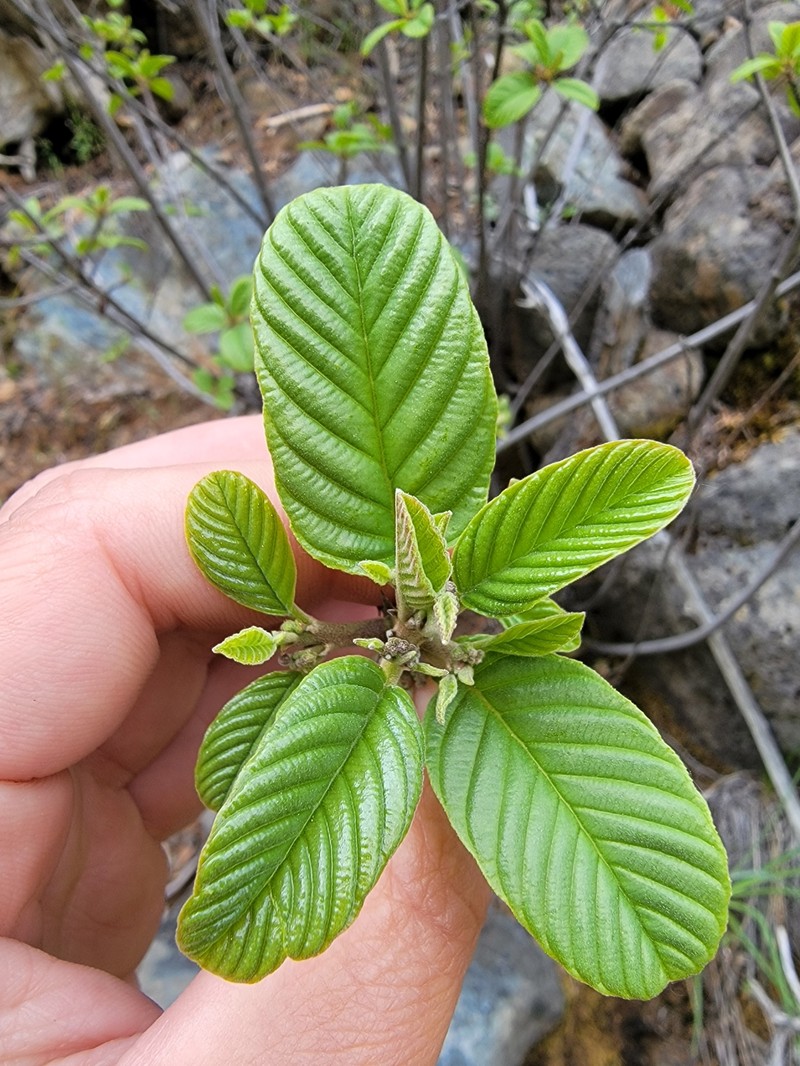 Frangula purshiana subsp. ultramafica