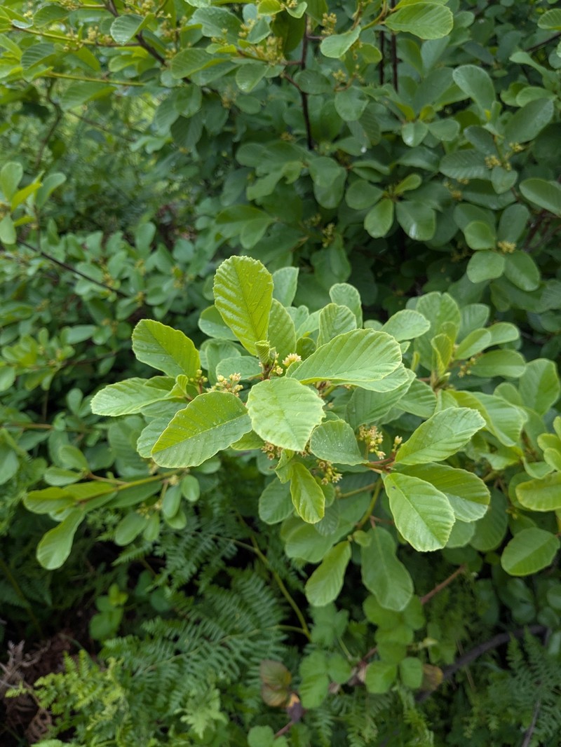 Frangula purshiana subsp. ultramafica photo 2