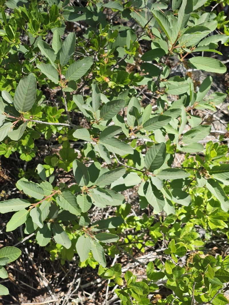 Frangula purshiana subsp. ultramafica photo 4