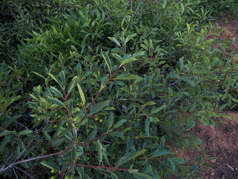 Frangula purshiana subsp. ultramafica photo 5