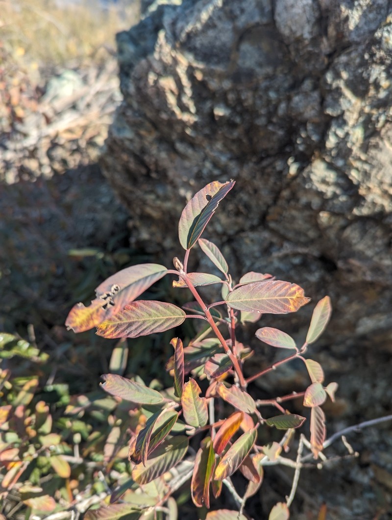 Frangula purshiana subsp. ultramafica photo 6