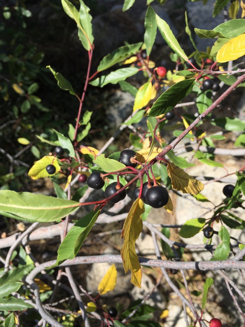 Red Buckthorn