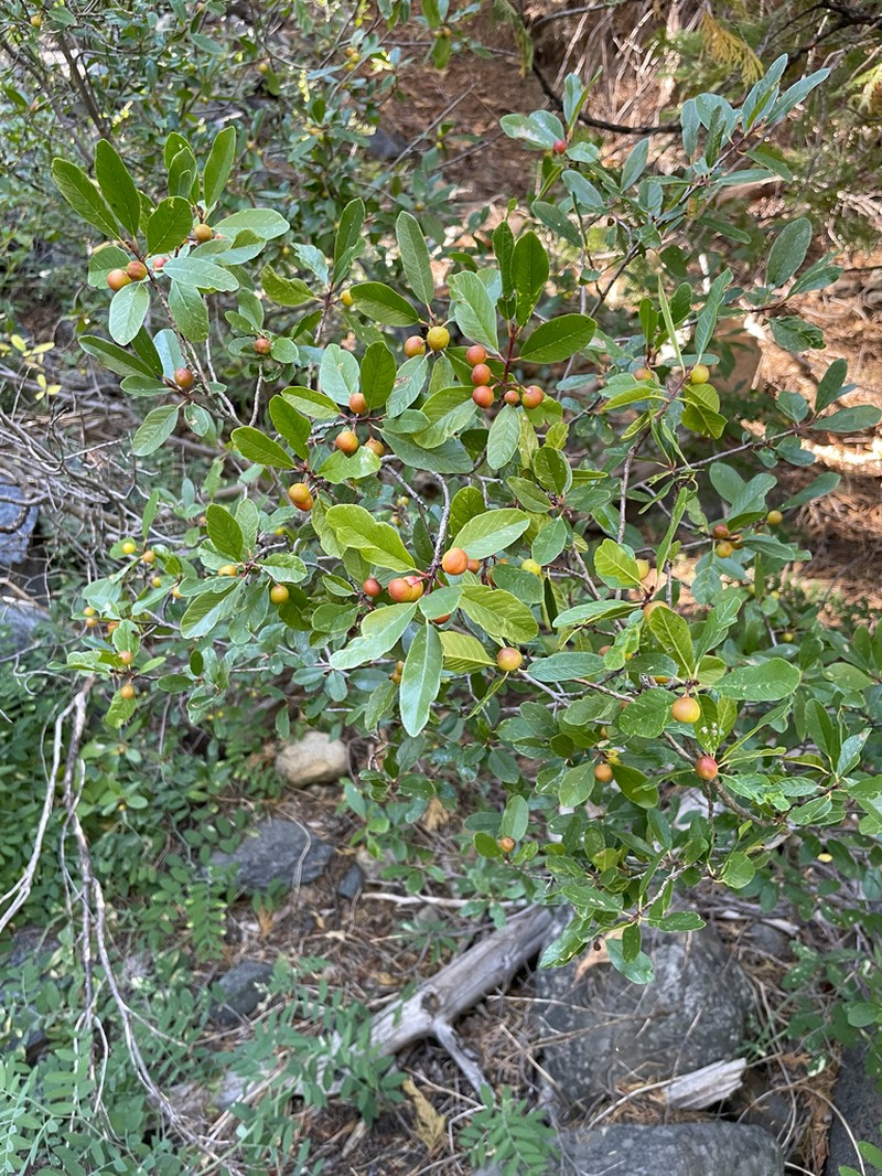 Red Buckthorn photo 2