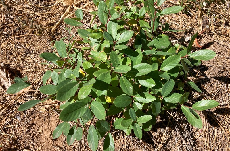 Red Buckthorn photo 3