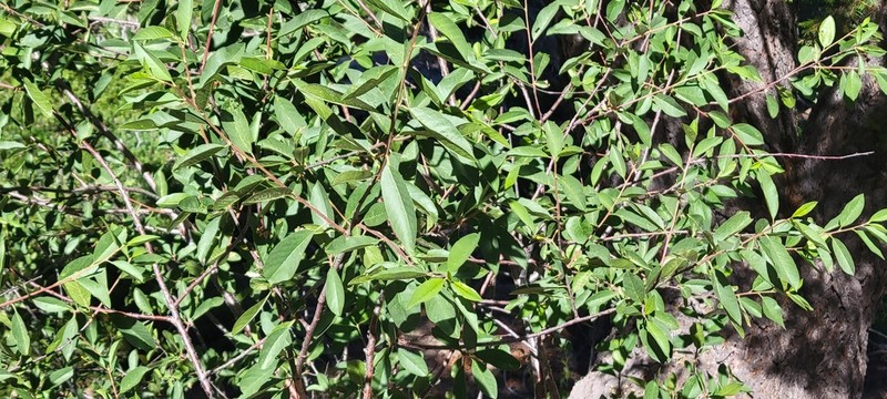 Red Buckthorn photo 4