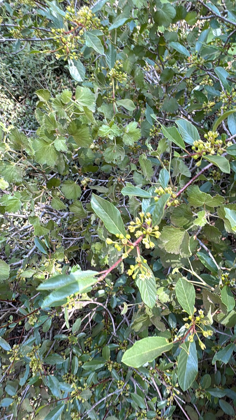 Red Buckthorn photo 5