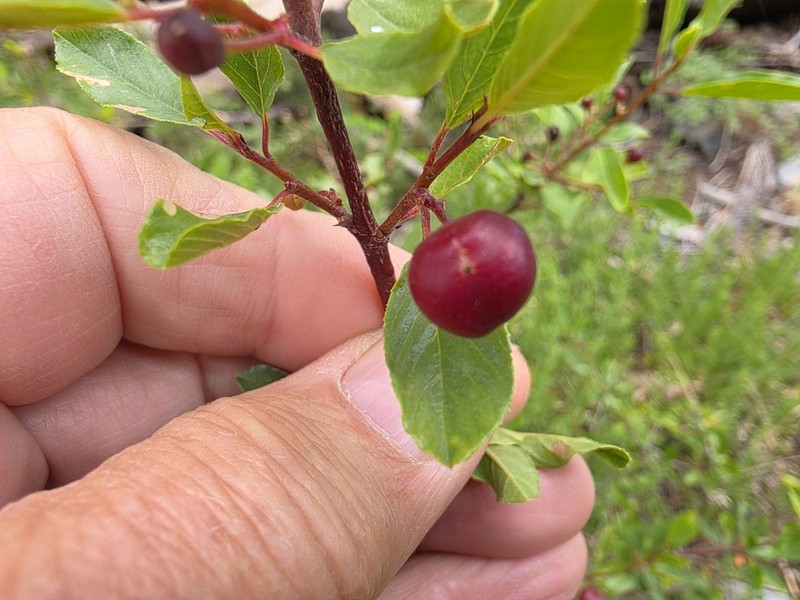 Red Buckthorn photo 6