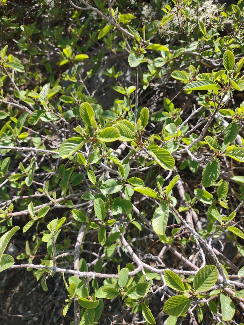 Red Buckthorn photo 7
