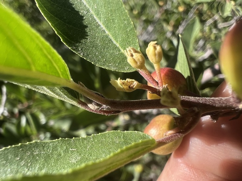 Red Buckthorn photo 8