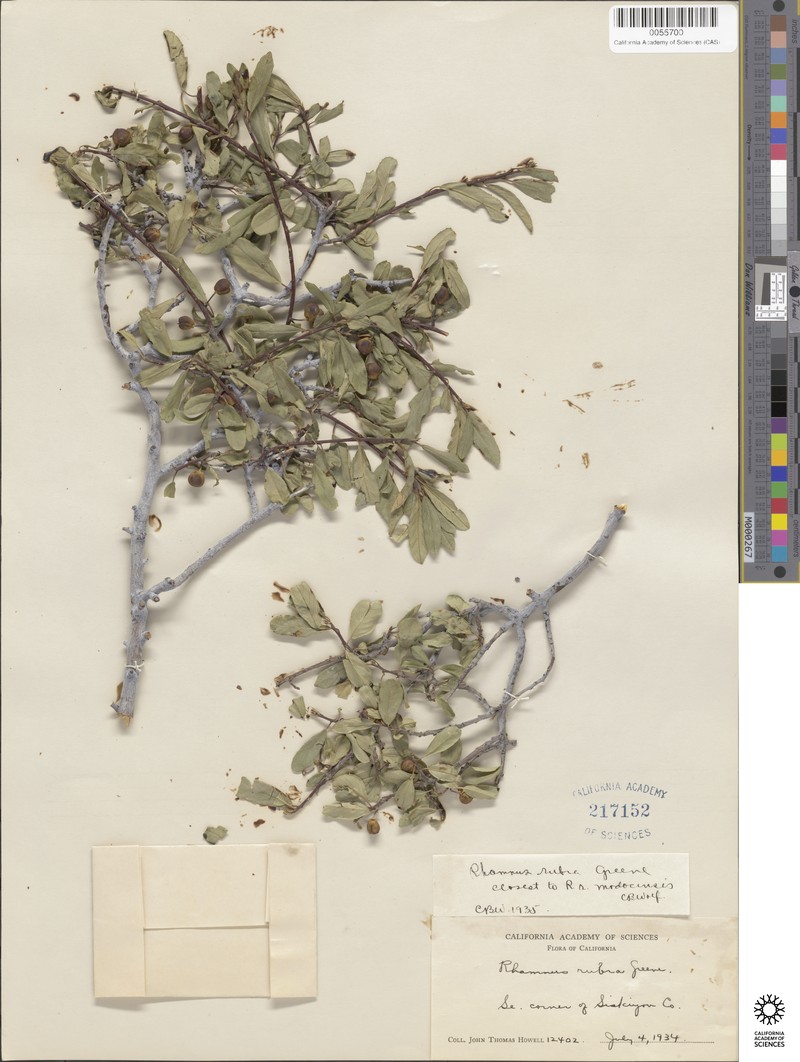 Frangula rubra subsp. modocensis