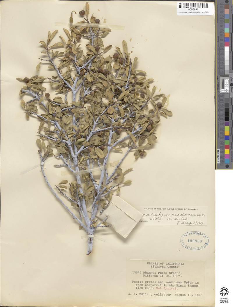Frangula rubra subsp. modocensis photo 2
