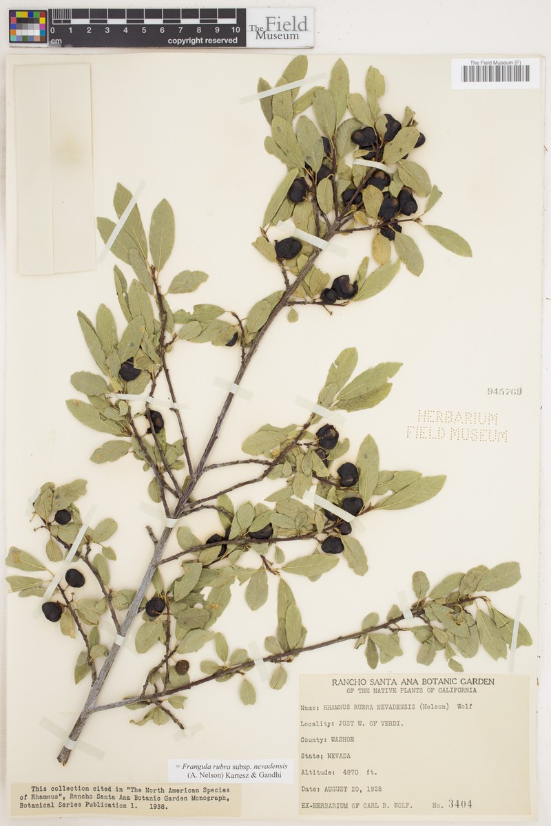 Frangula rubra subsp. nevadensis