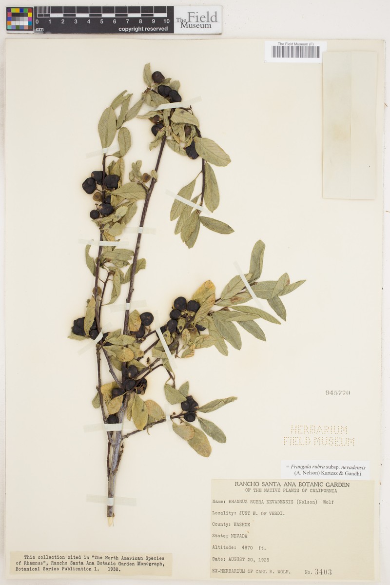 Frangula rubra subsp. nevadensis photo 2
