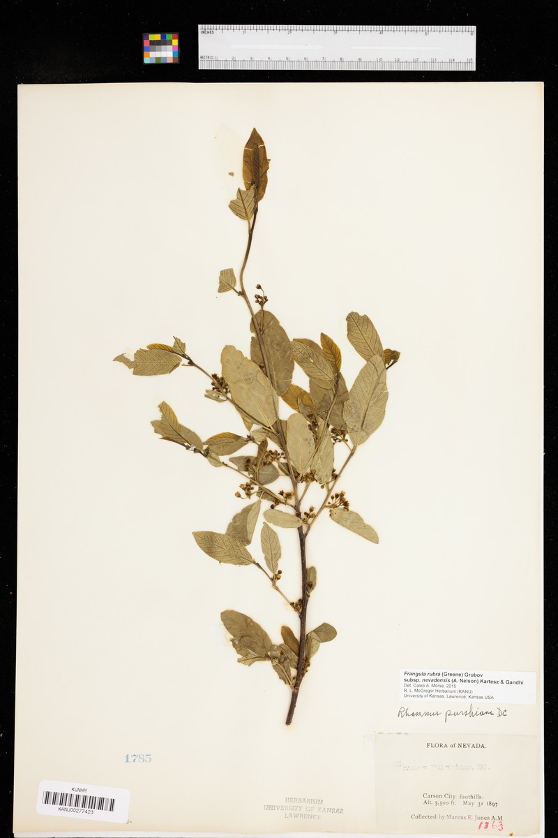 Frangula rubra subsp. nevadensis photo 3